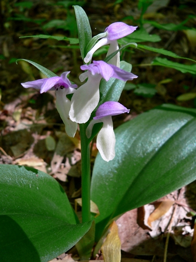 {Galearis spectabilis}